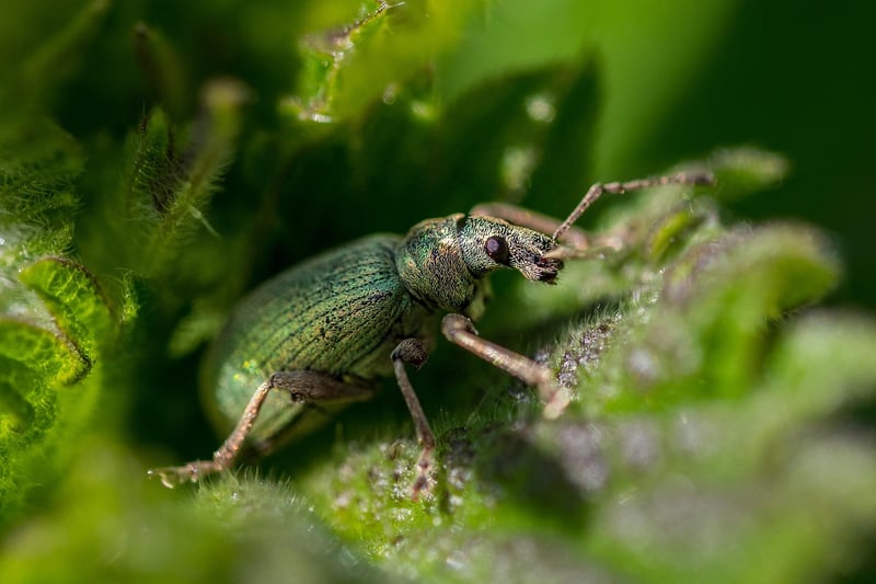 Garden Pest